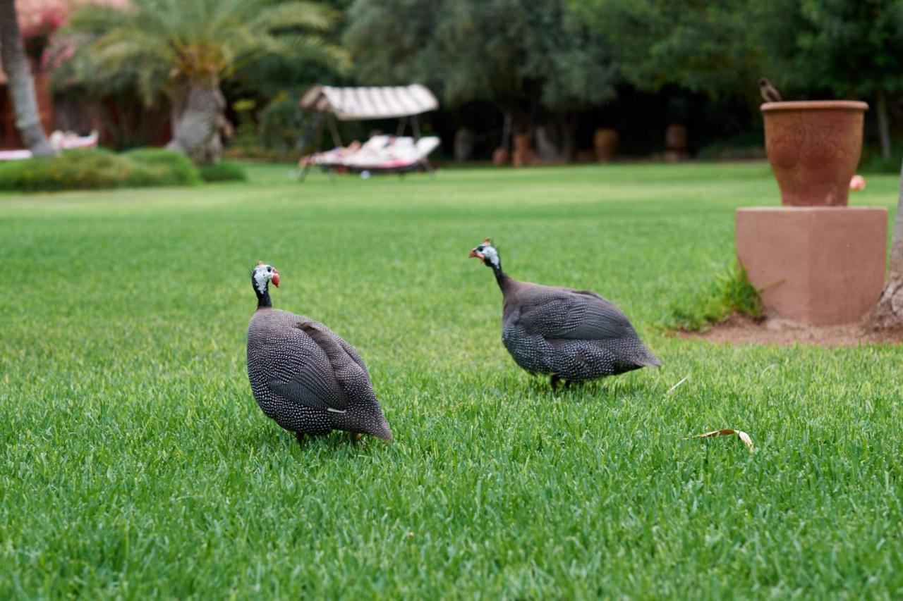 Dar Ayniwen Garden Hotel & Bird Zoo マラケシュ エクステリア 写真
